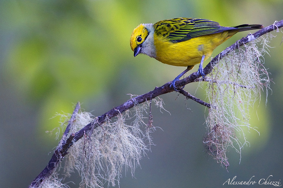 Yellow-throated tanager