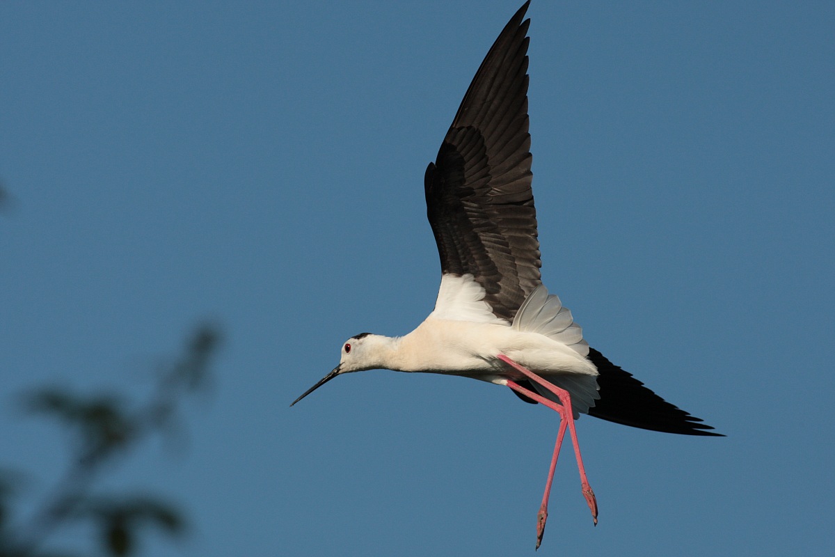 cavaliere d'italia-Himantopus himantopus