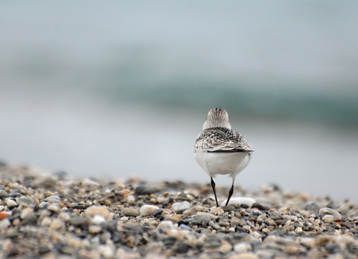 Piovanello tridattilo