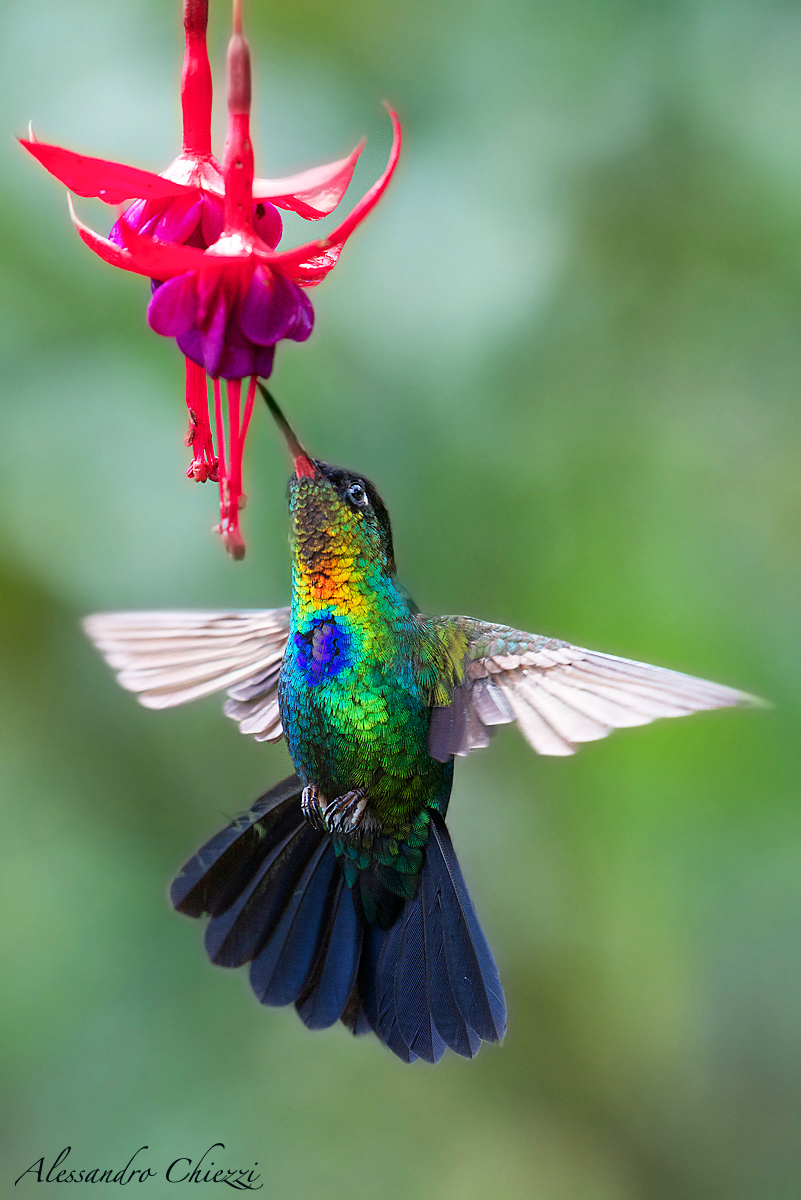 Colibri throat flame