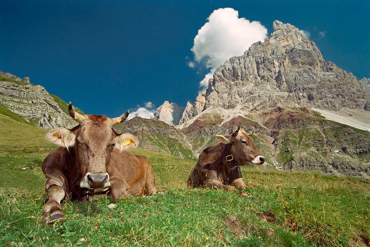 Dal Passo Rolle (tn)