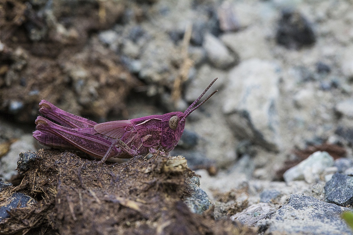 Orthoptera pink
