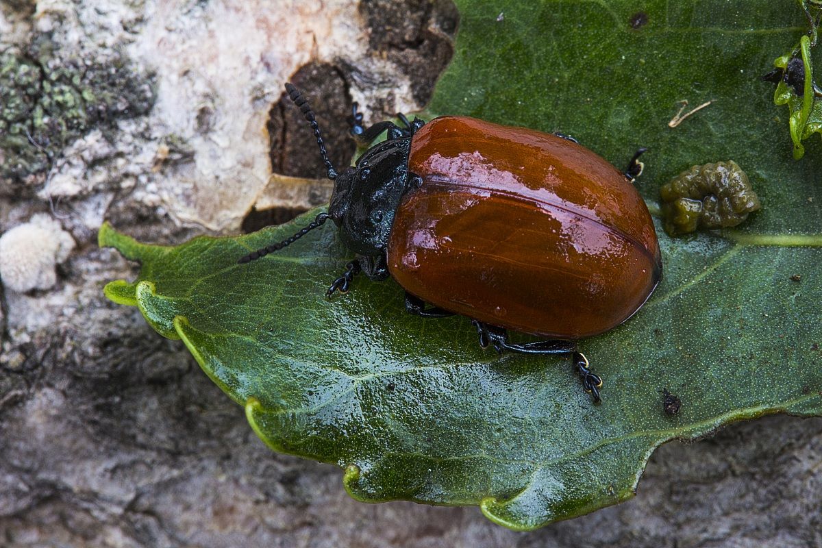 Chrysomela populi Linnaeus, 1758