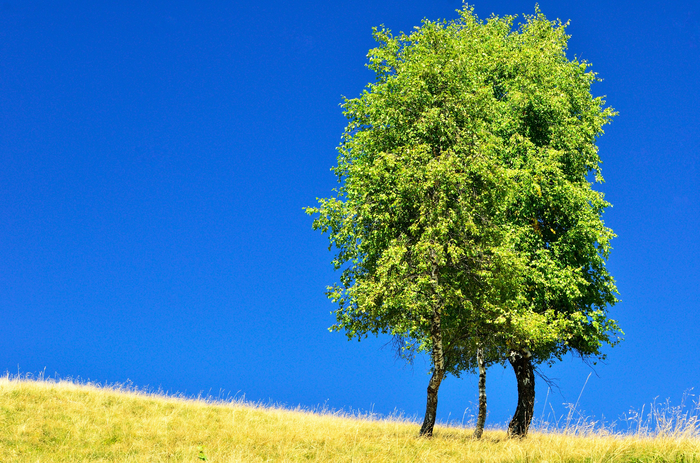 Tree in the deep blue