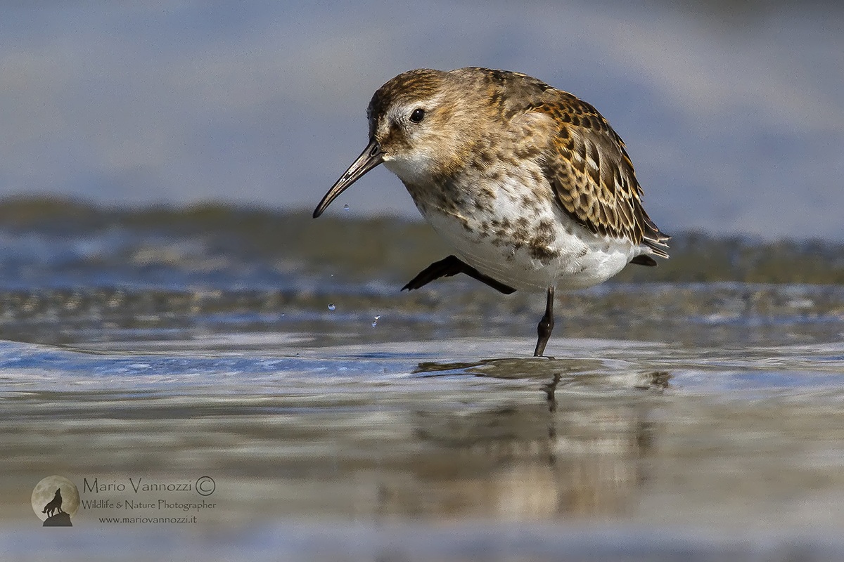 Dunlin