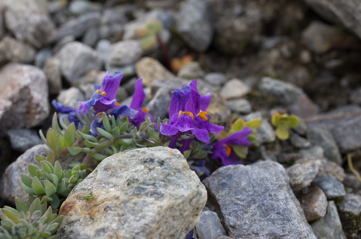 flowers in the middle of a glacier hanging glaciers