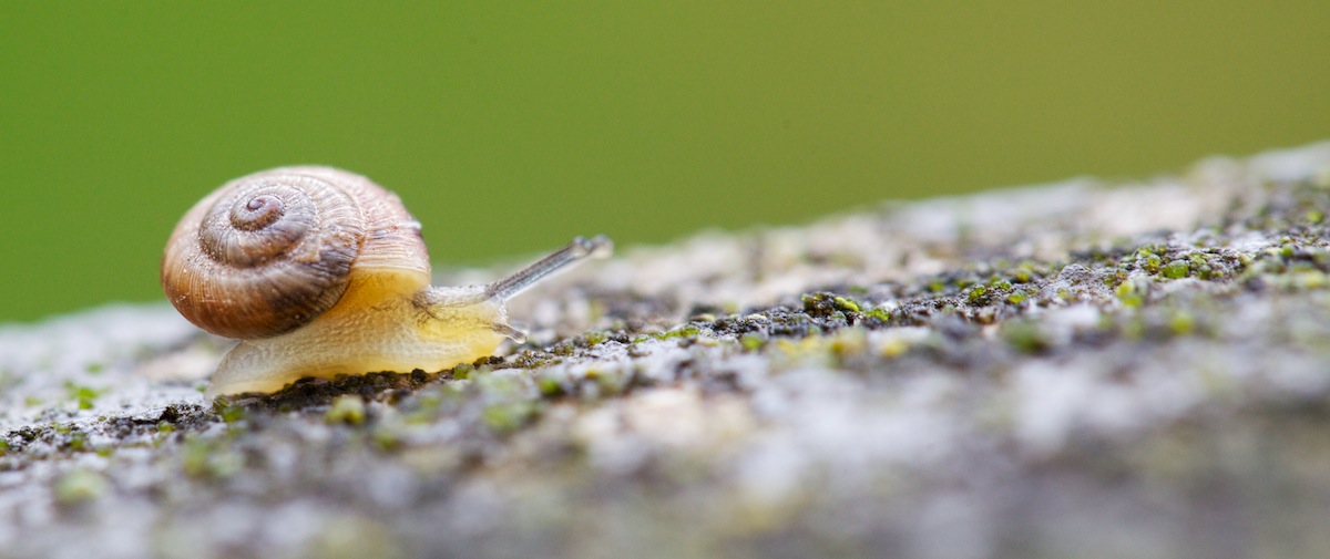 Snail Trail