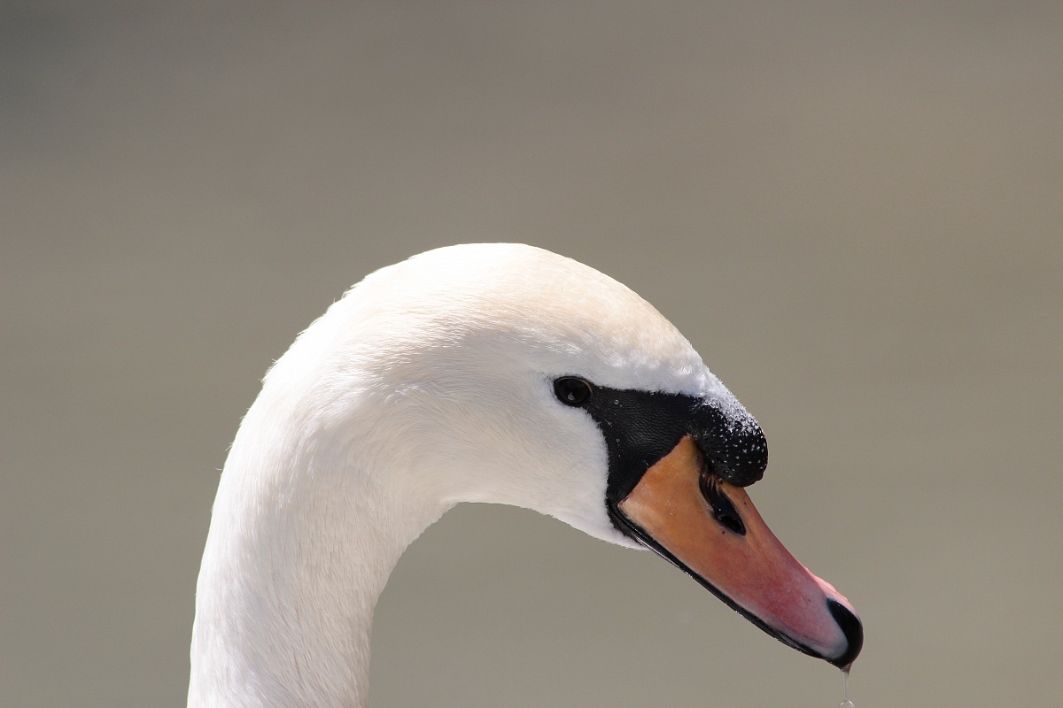 Il cigno raffreddato