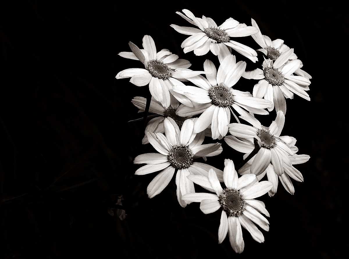 Tenacetum corymbosum