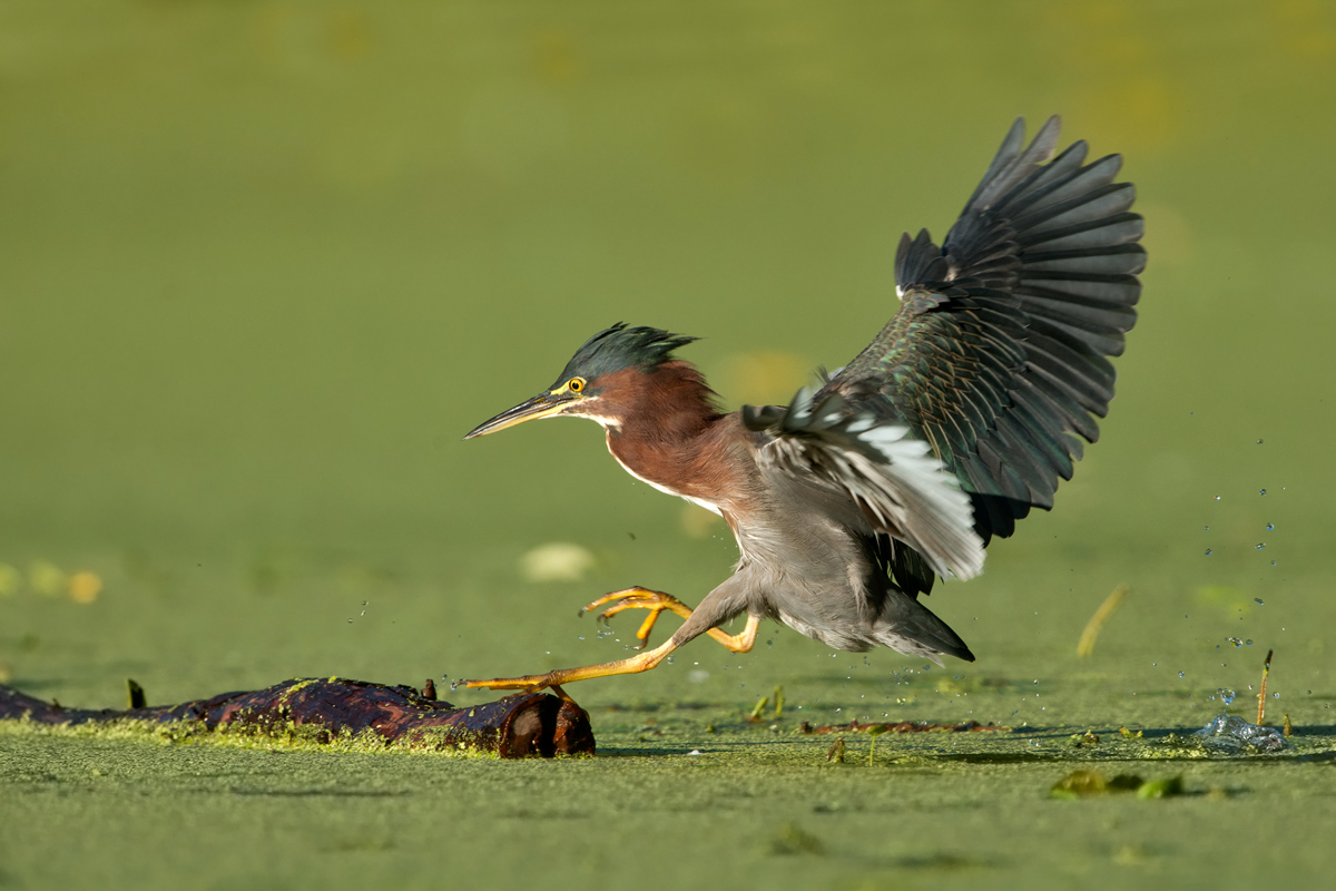 Green Heron
