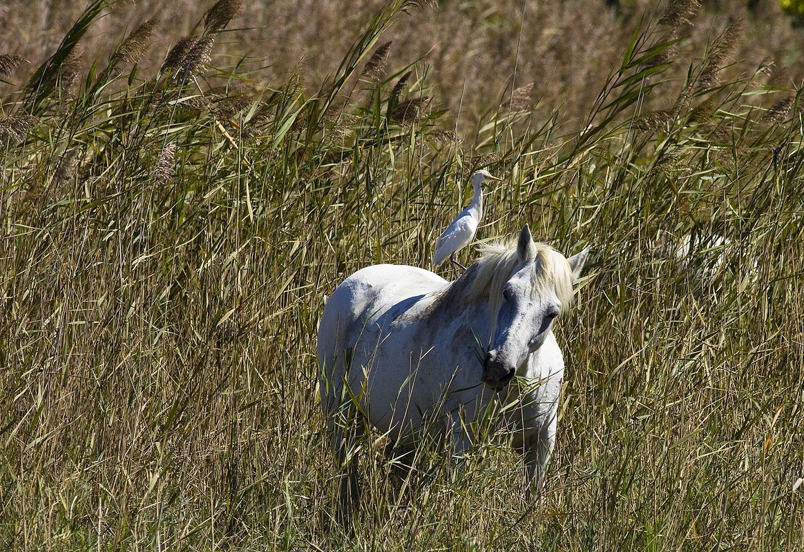 dalla camargue