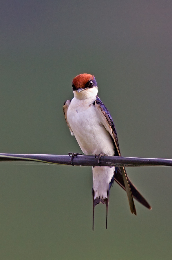 Wire-tailed Swallow on wire.