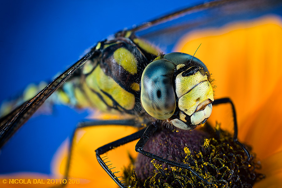 Aeshna cyanea Muller, 1764