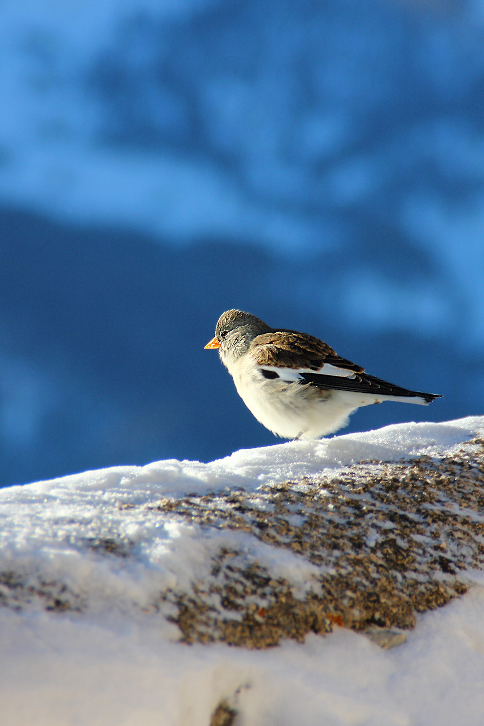 Il custode del Nuvolau