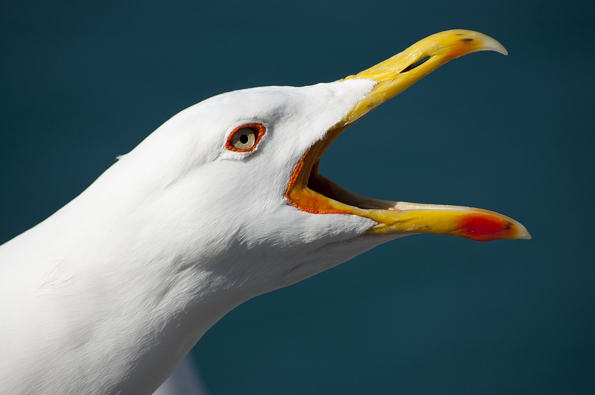 Seagull