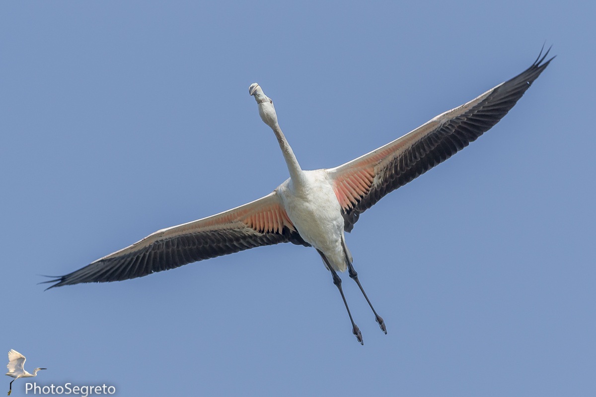 A tutta apertura alare