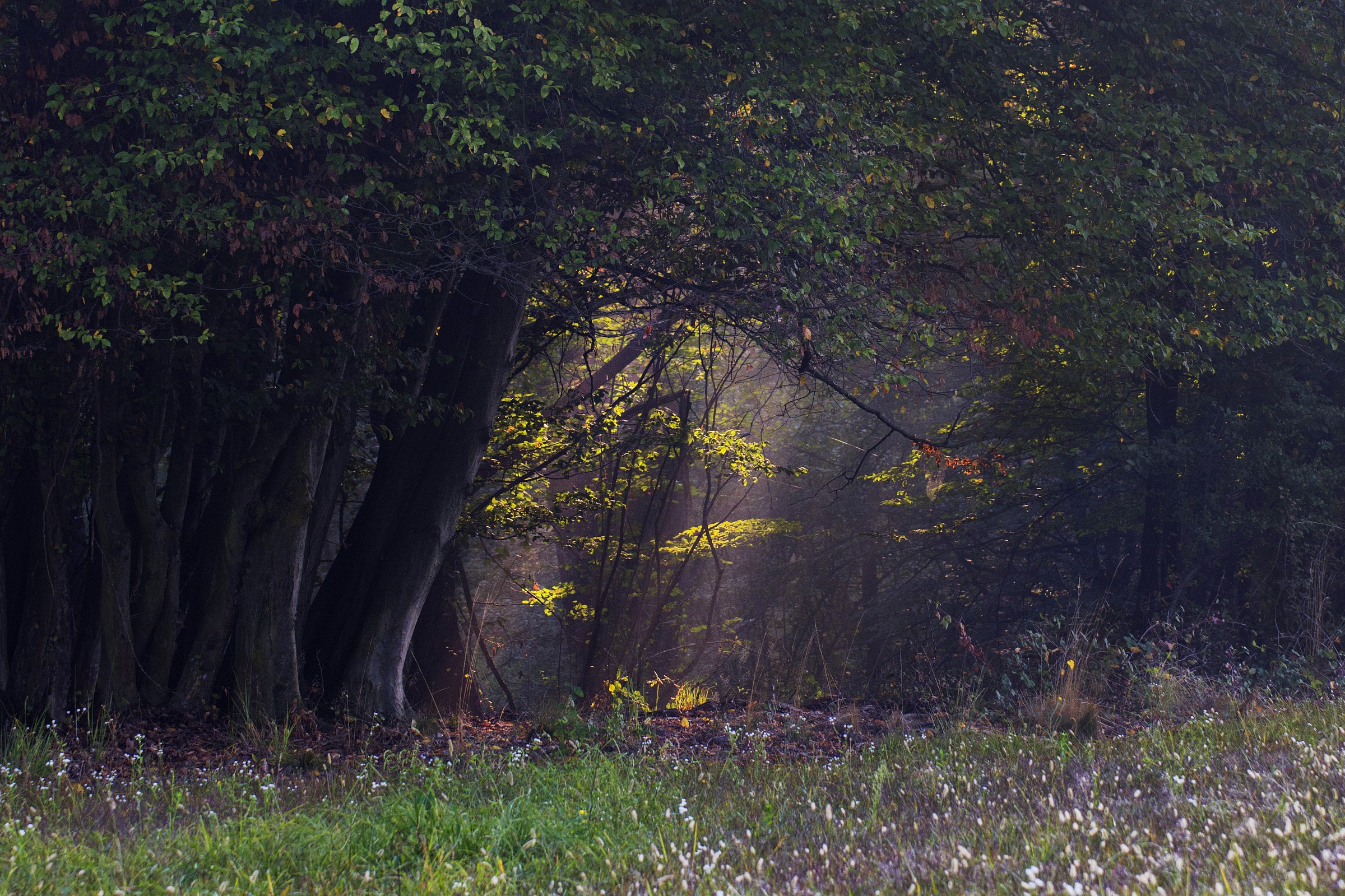 Sunset, Ray of Light