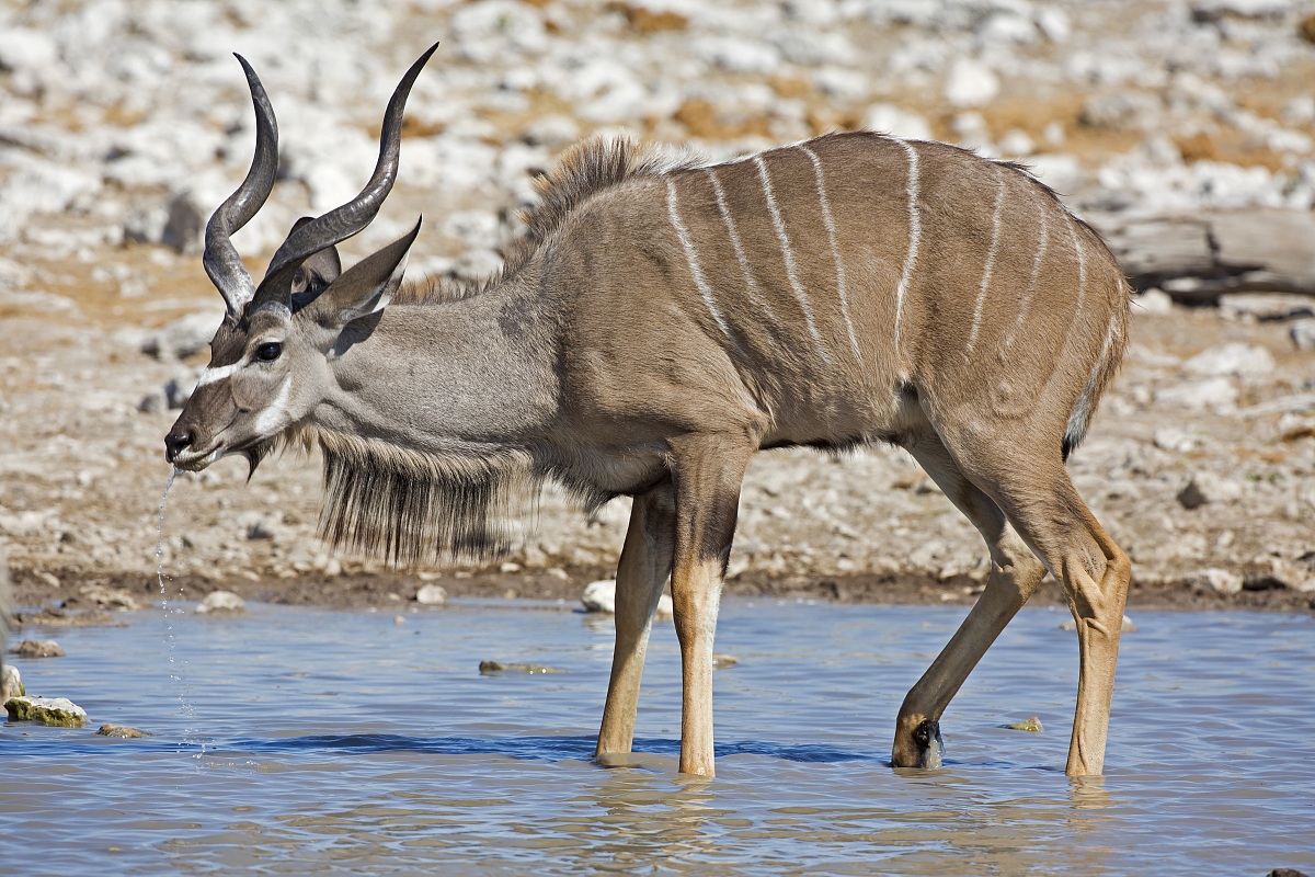 Bere 2 - kudu maggiore