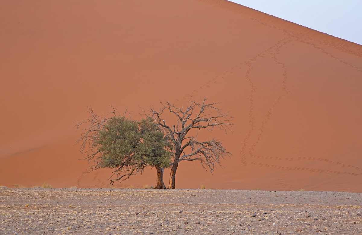 Namib