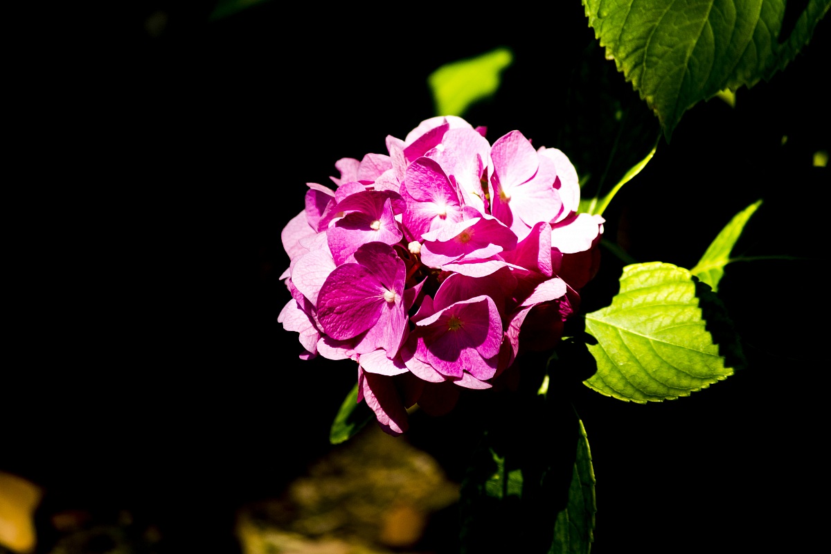 Ortensia beneventana