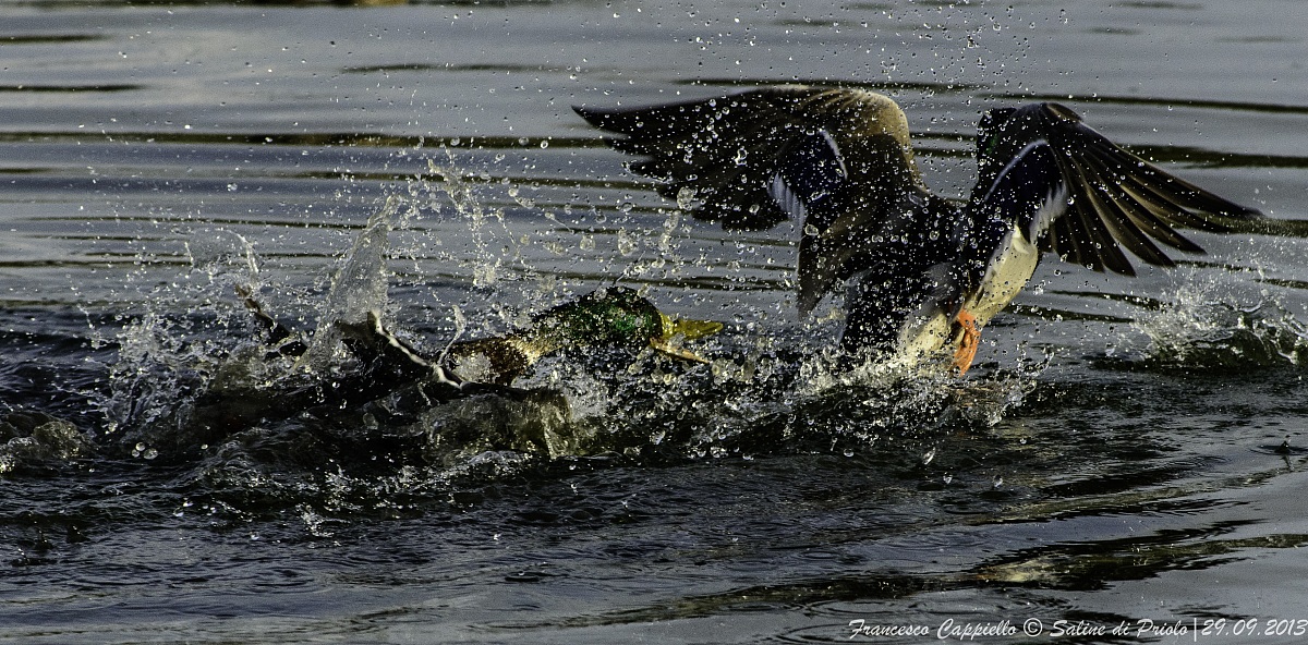 Quarrel between Germans .....