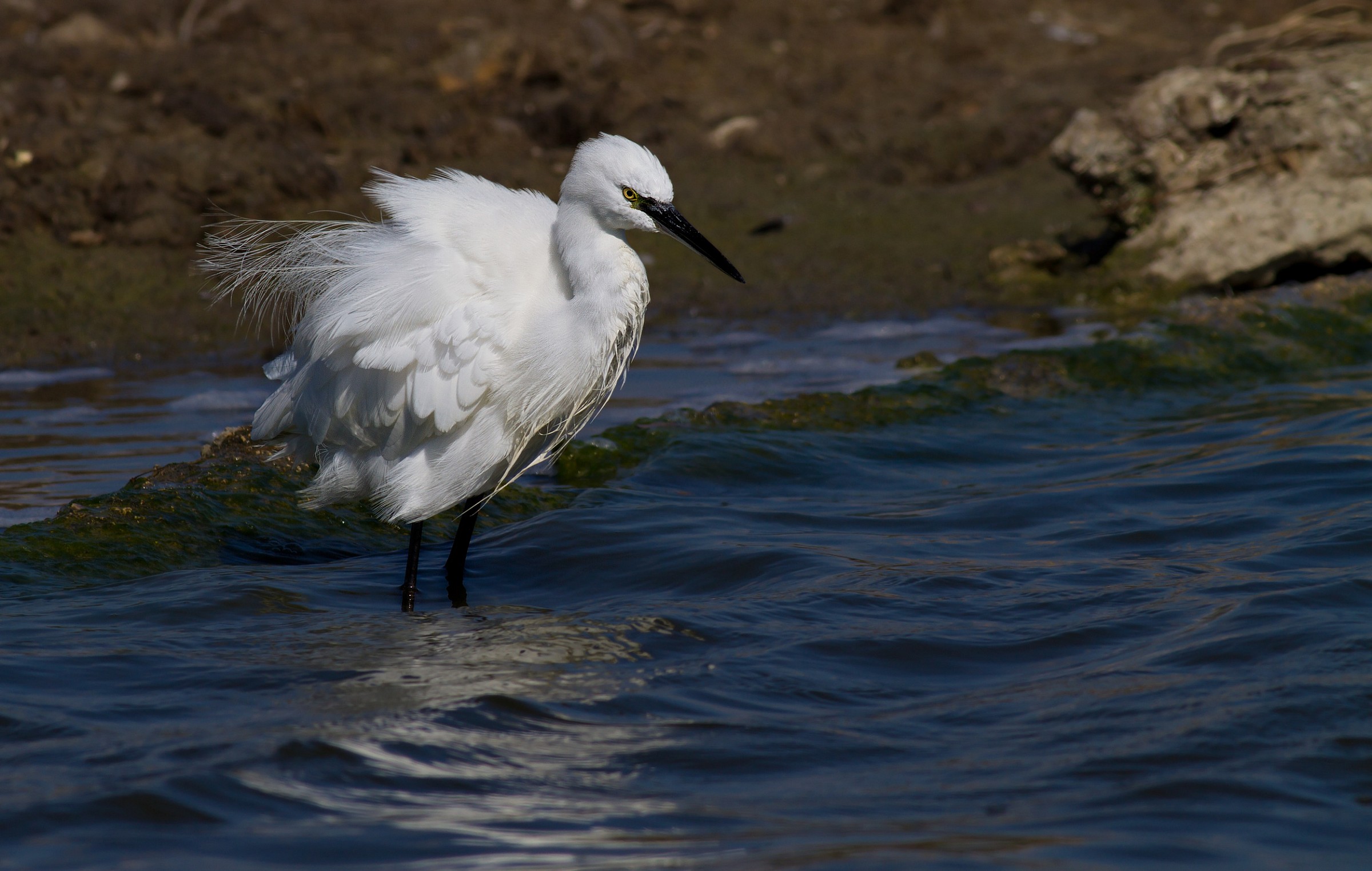Egret