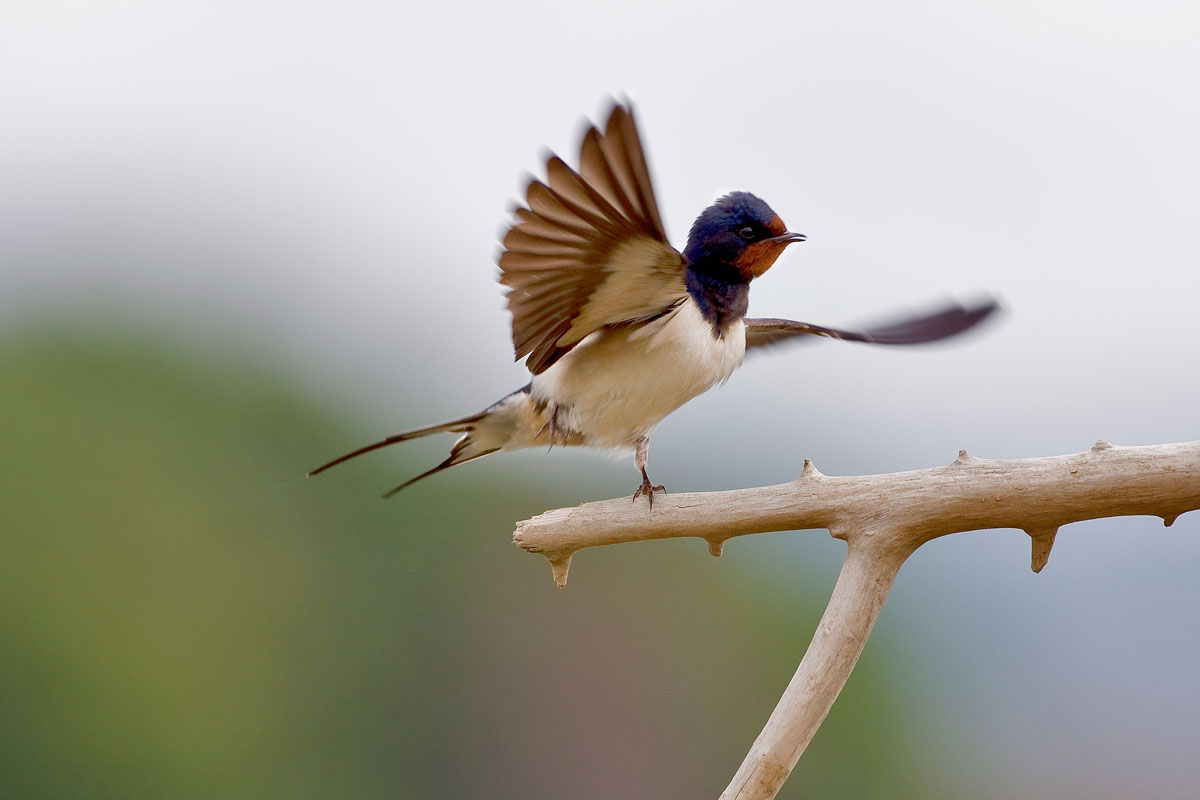 L'equilibrio della rondine
