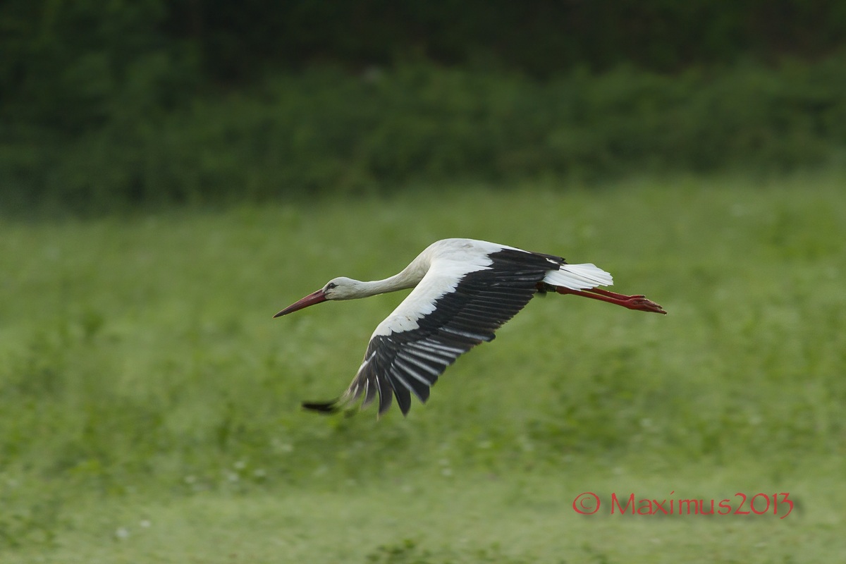 .. lo stacco della cicogna ...