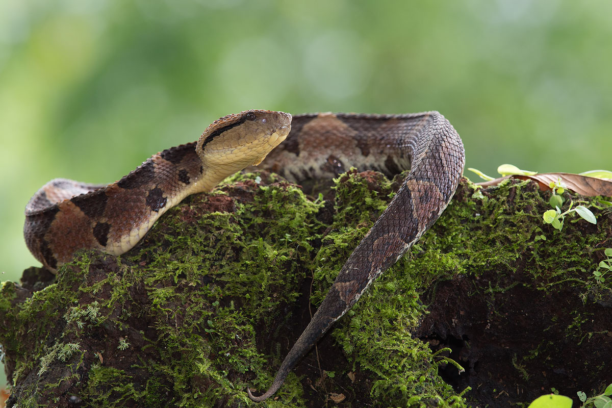 Bushmaster (Lachesis stenophrys)