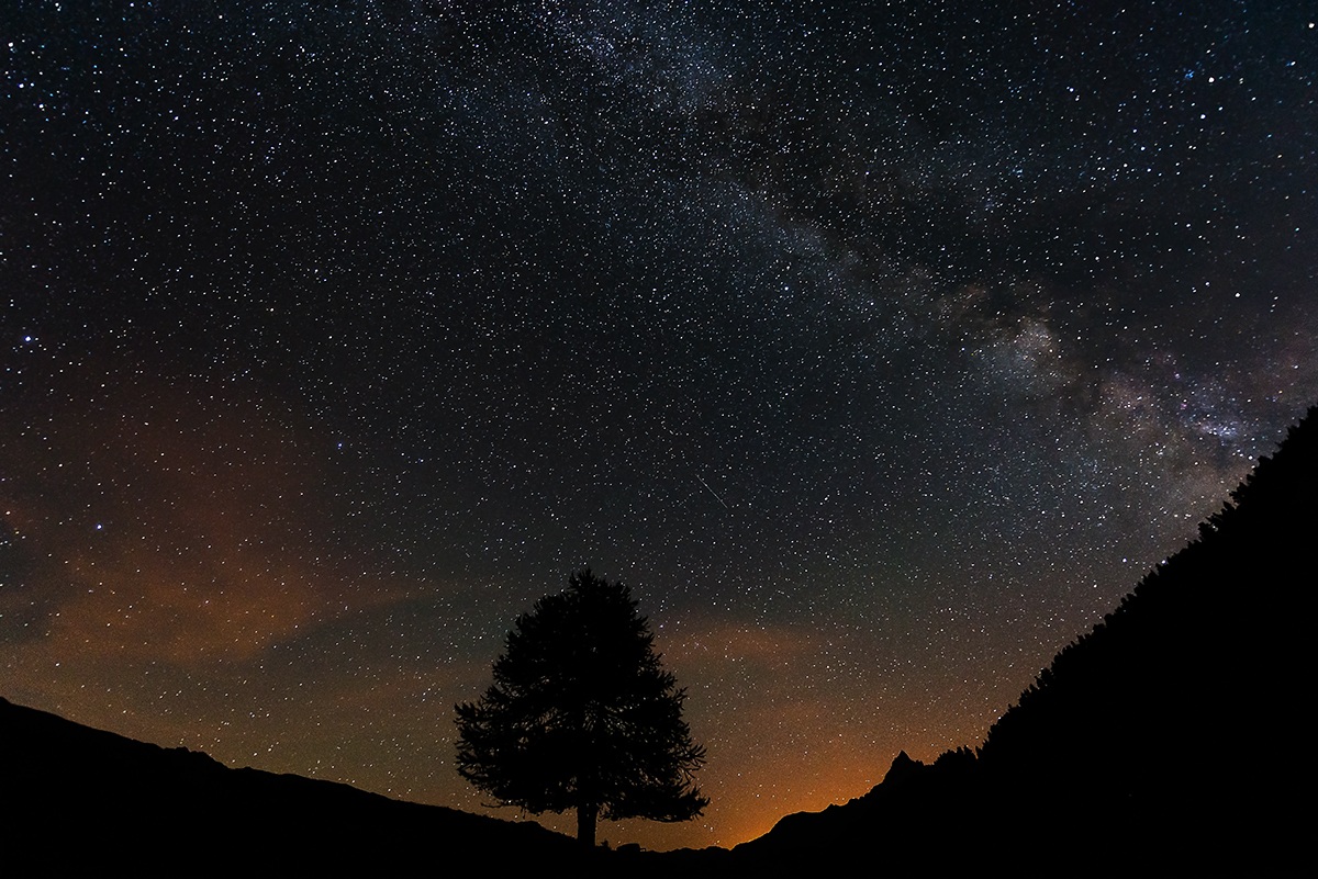 Sognando tra le fronde