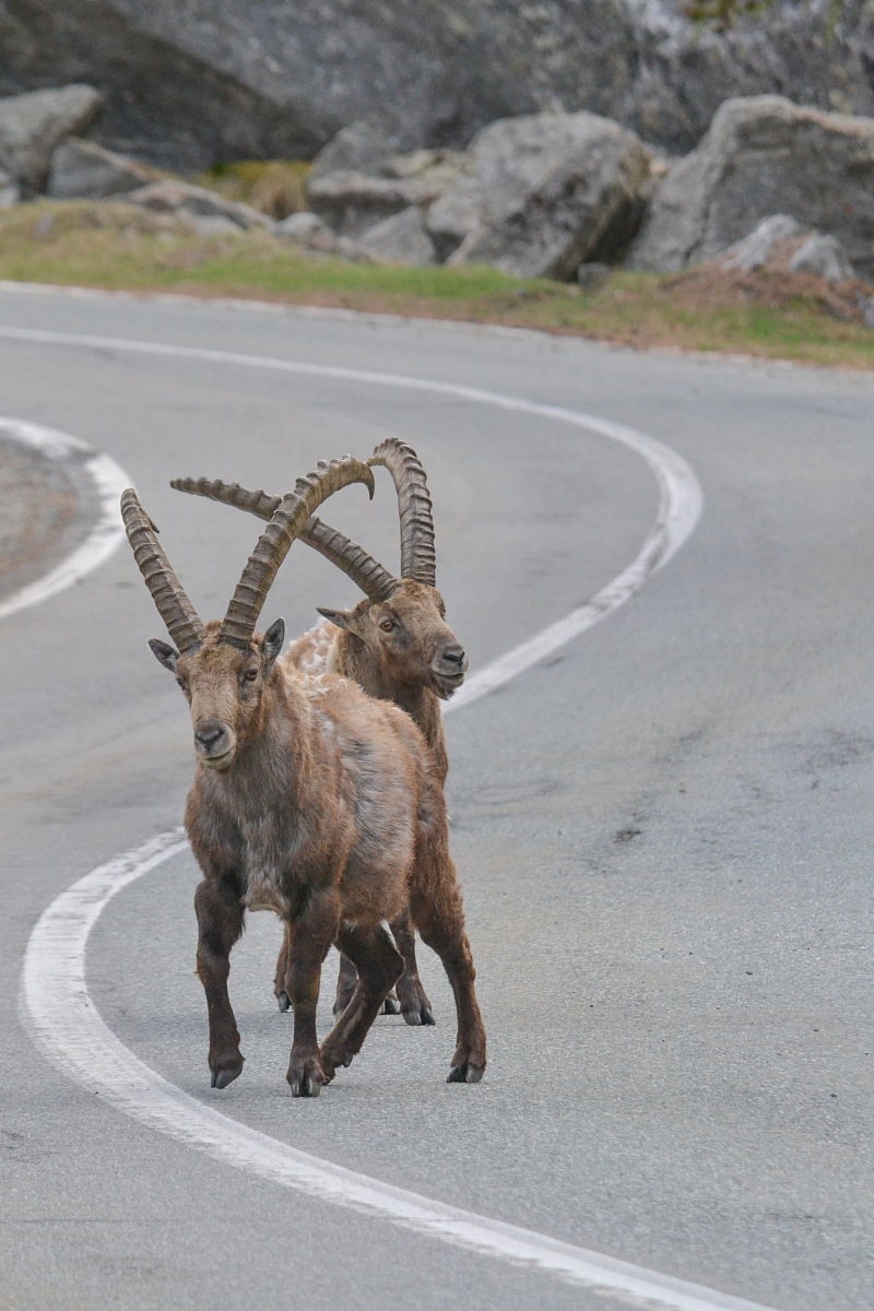 Capra Ibex