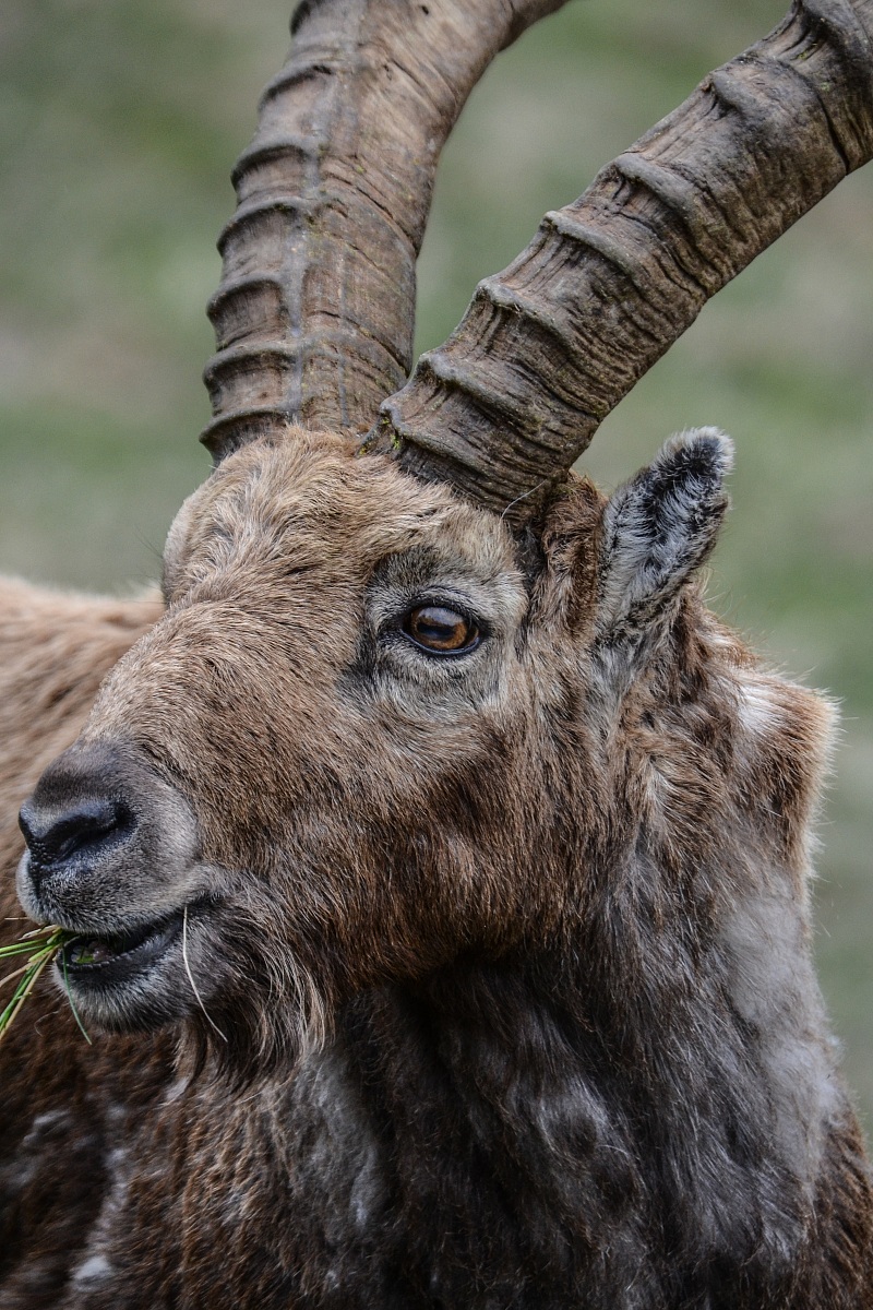 Capra Ibex