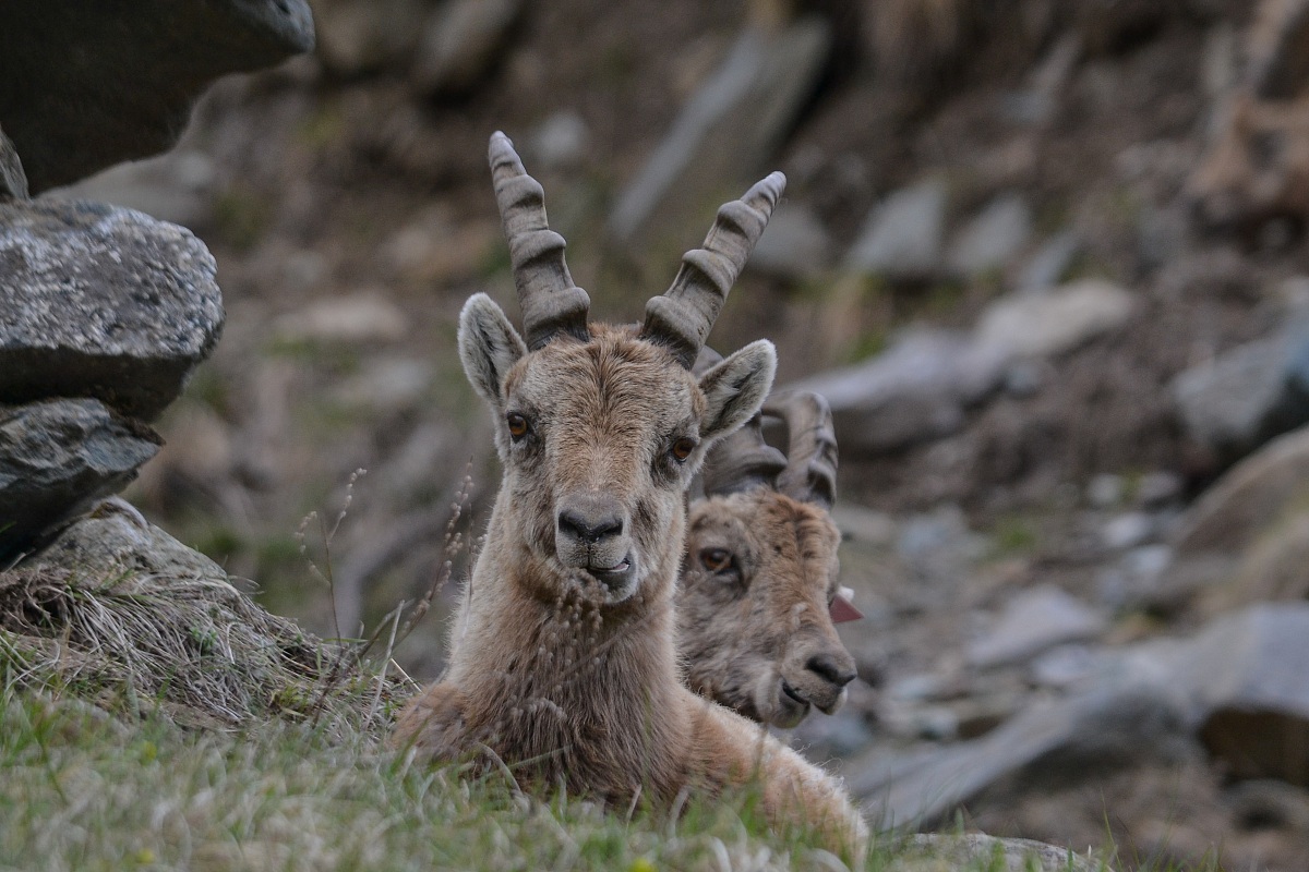 Young alpine ibex