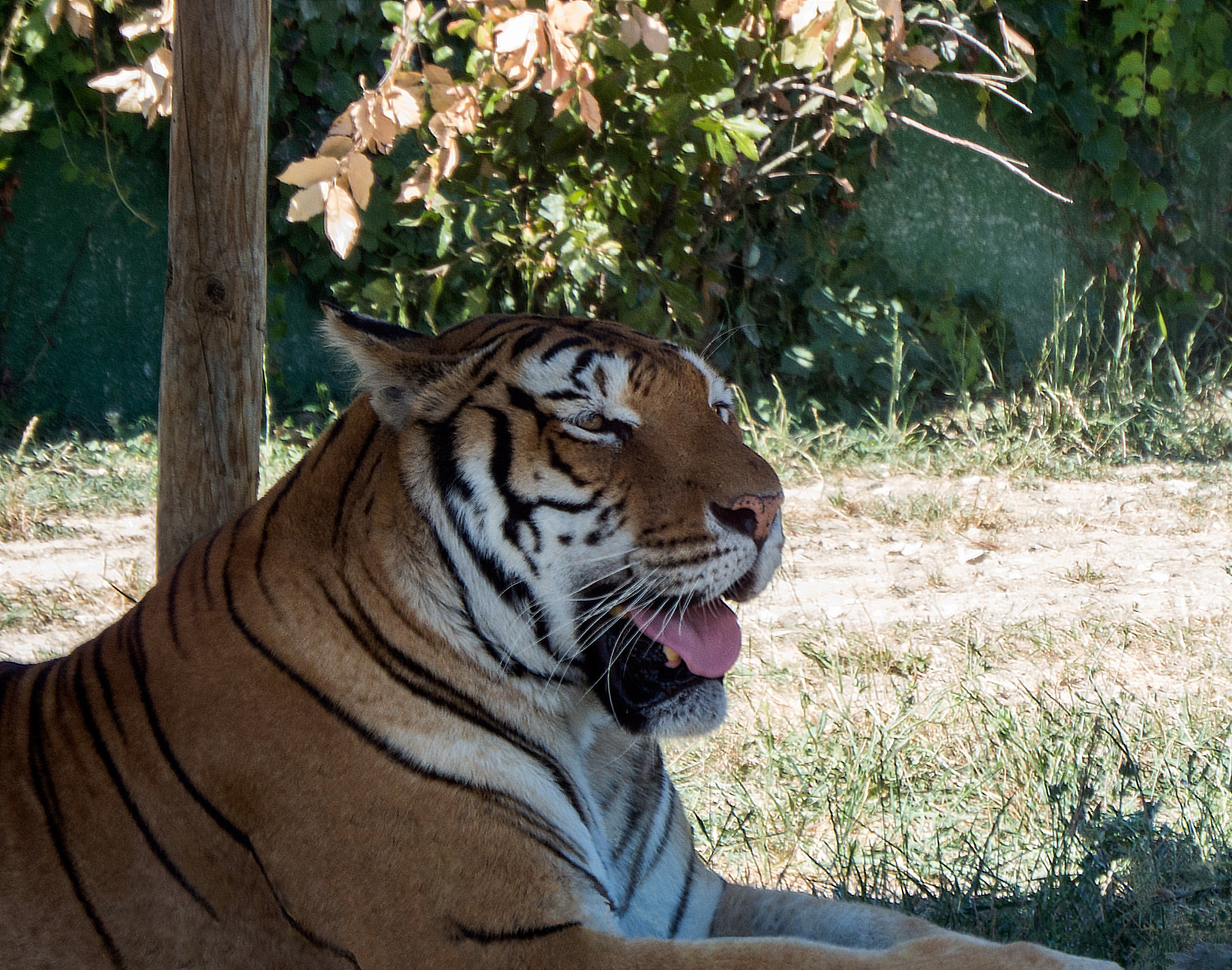 Tigre 2