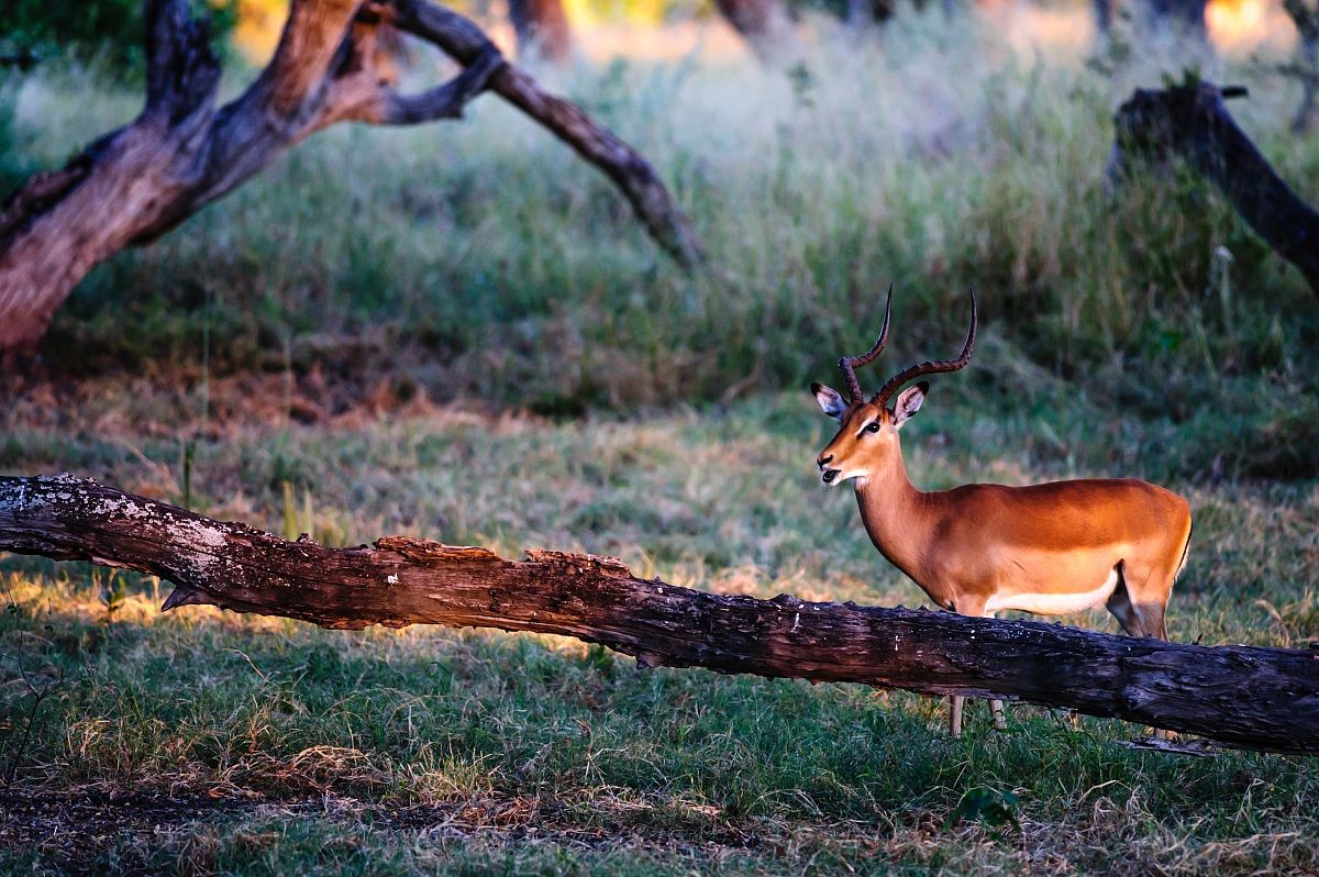 Impala nel bush