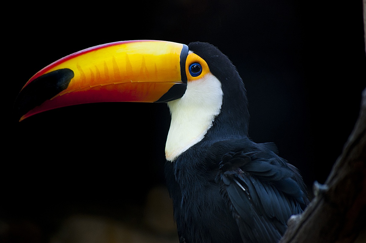 toucan