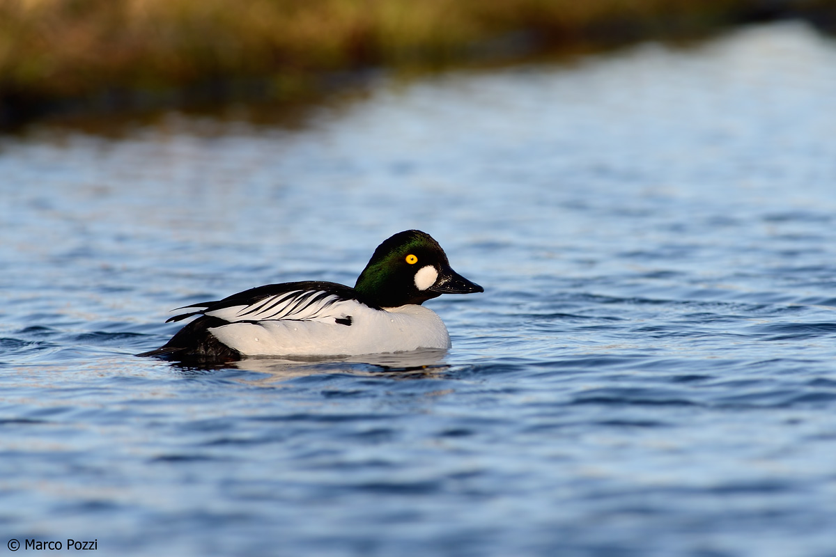 Goldeneye