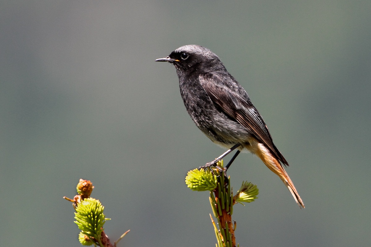 Codirosso spazzacamino...