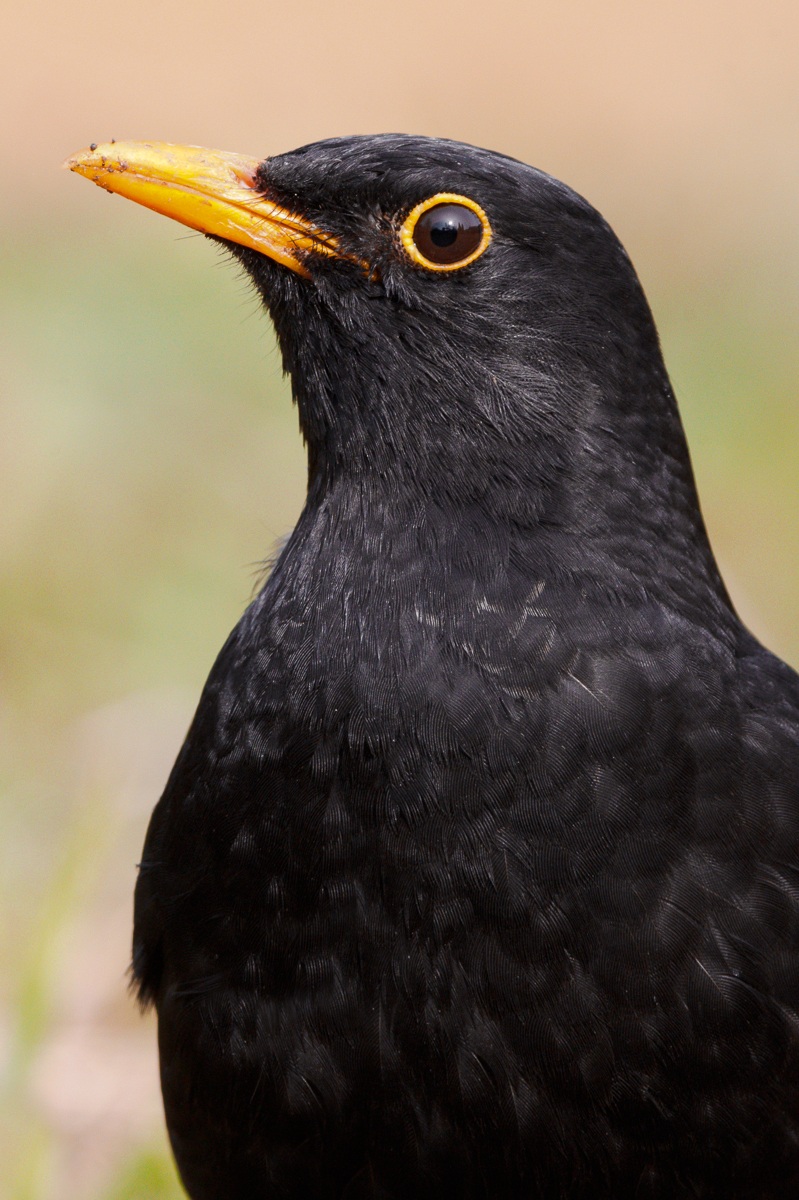 Ritratto di merlo maschio...