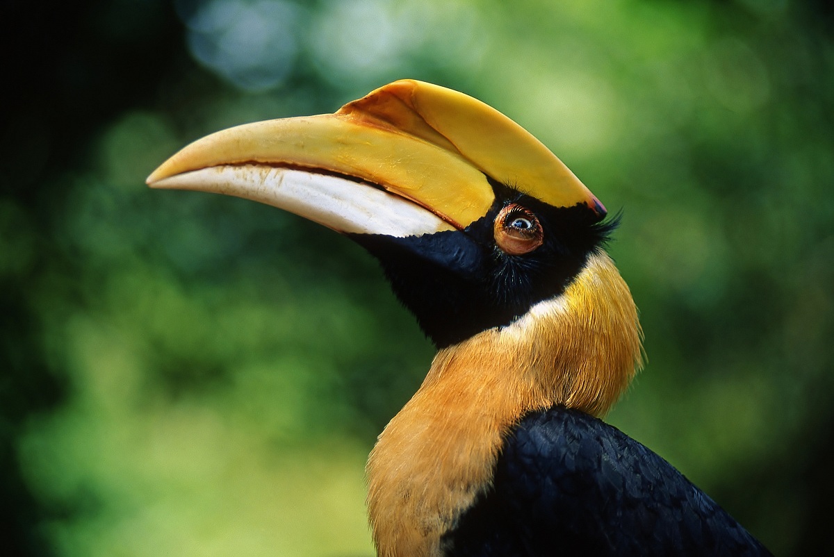 Hornbill