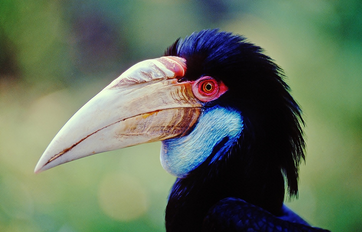 Hornbill