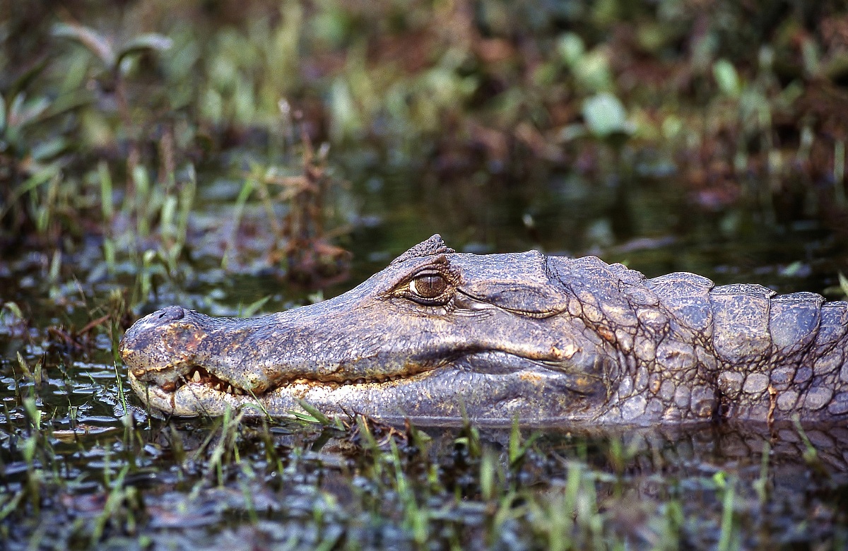 Orinoco Caiman