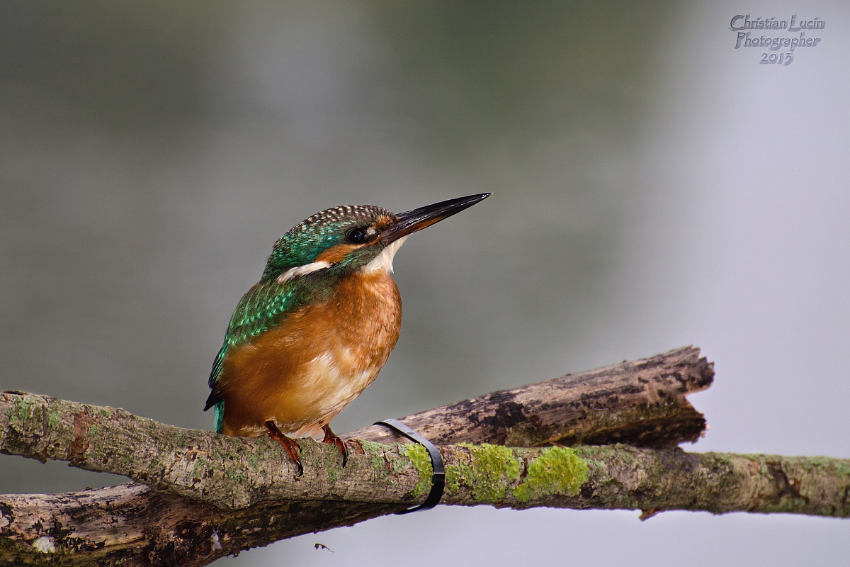 Kingfisher
