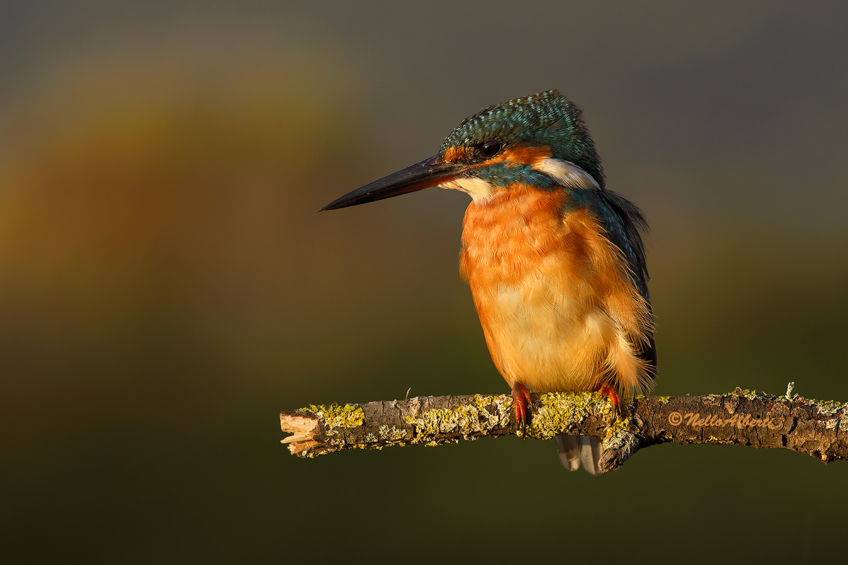 Martino light of the sunset after the rain