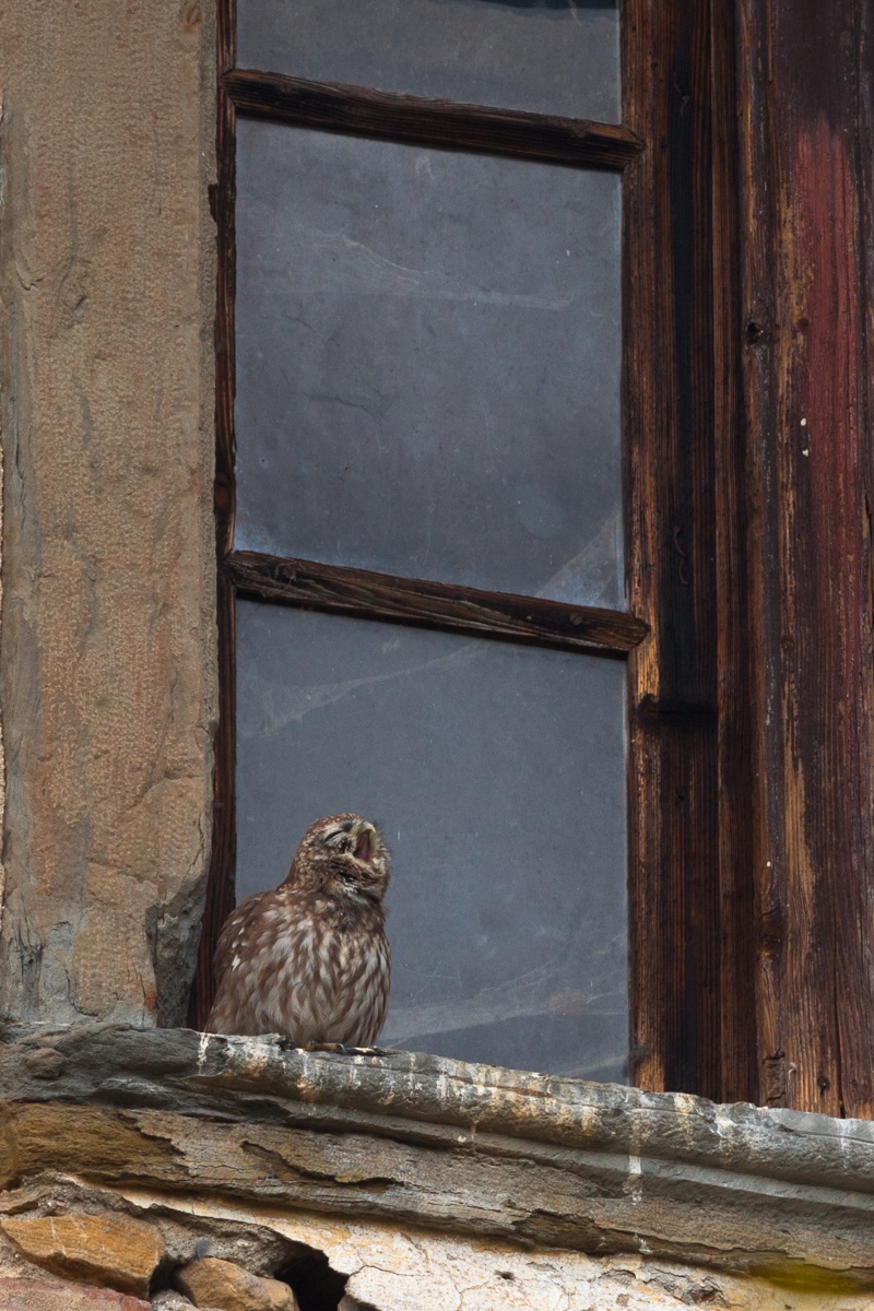 Lo sbadiglio della civetta...