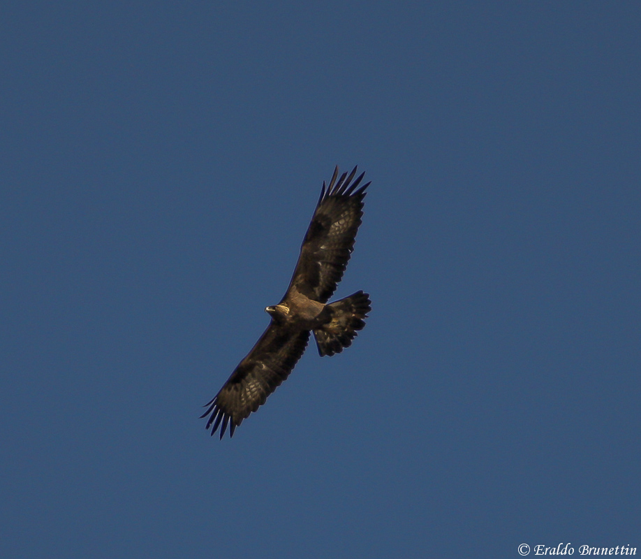 Golden Eagle (Aquila crysaetos)