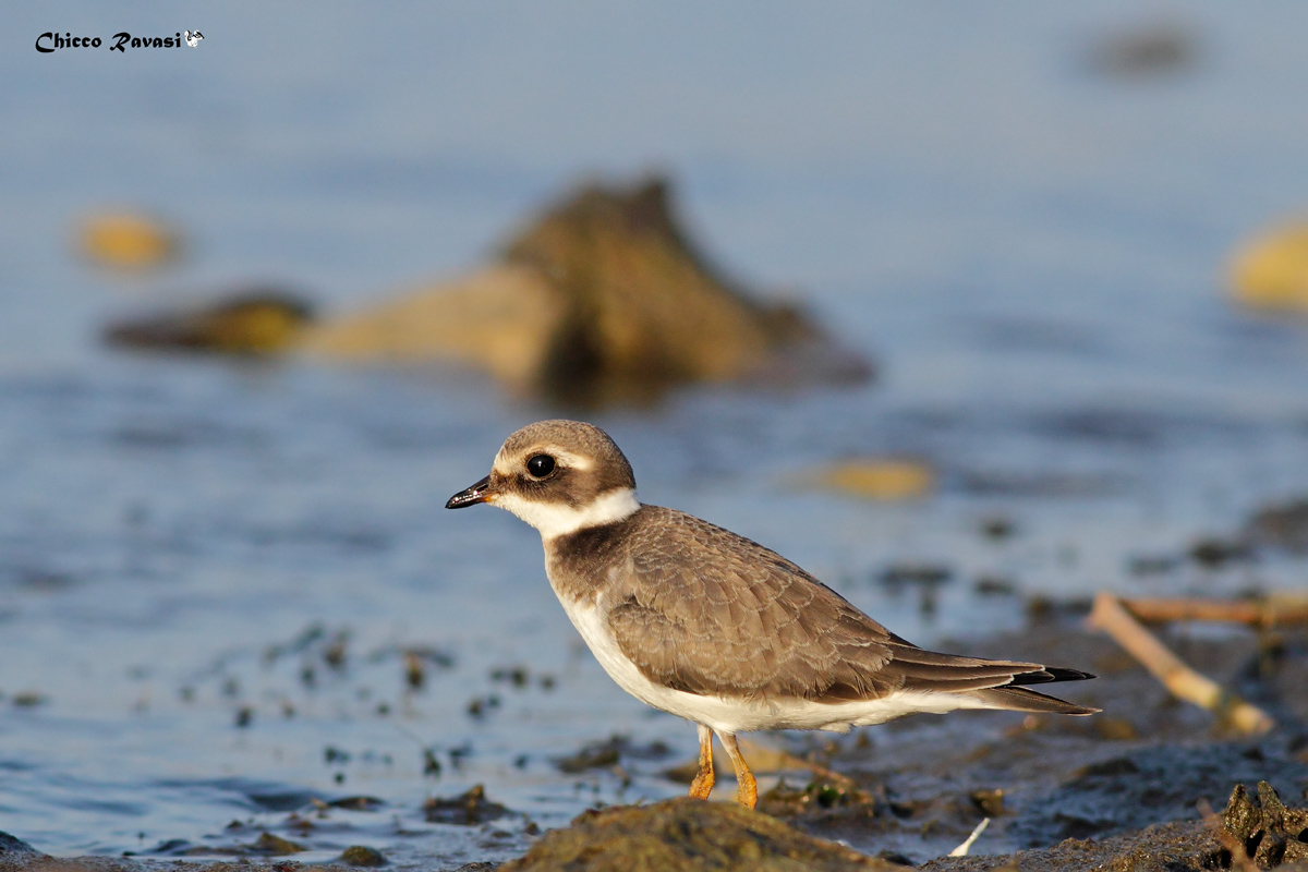 Ringed Plover.