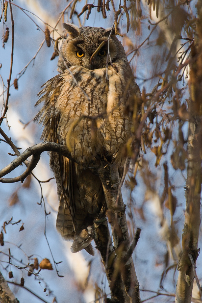 Lo sguardo del gufo...