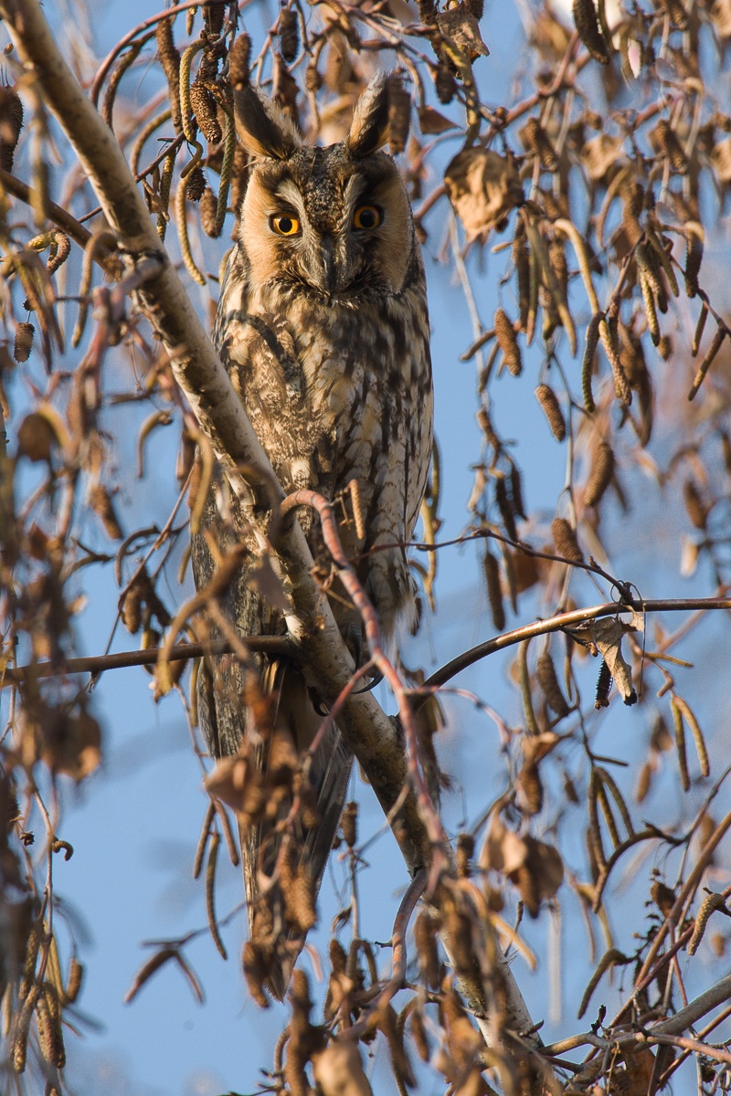 il mimetismo del gufo...