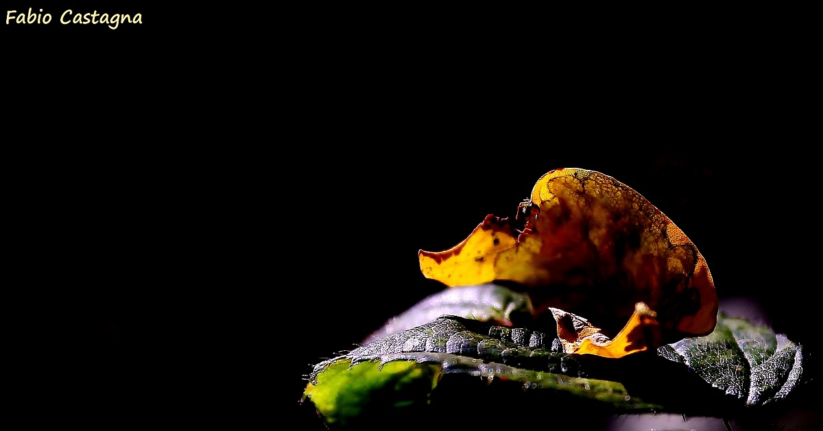 The Fall and the light